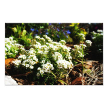 Blumen-Garten Fotodruck