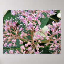 Blumen in der Blüte Plakatdruck