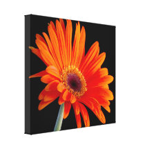 Blumen-nahe hohe eingewickelte Leinwand Leinwand Drucke