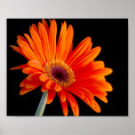Blumen-nahes hohes Plakat