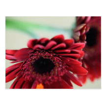 Blumen Postkarte