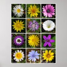 Blumen-Power Plakatdrucke