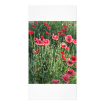 Blumen und Honig-Bienen Individuelle Foto Karten