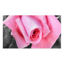 Blumengeschäft oder Visitenkarte der rosa Rosen-Bl