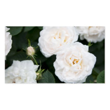 Blumengeschäft oder Visitenkarte der weißen Rosen-
