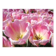 BlumenPhtography Kunst druckt Tulpe-Blumen-Natur Foto Druck