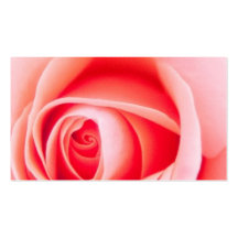 Blumenprofil der schönen rosa Rosen-Blume Visitenkarte
