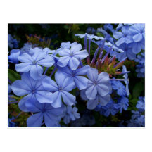 Blumenstrauß von Plumbago Postkarte