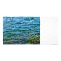 Blumenwasserreedteich des Singles weißer Photo Grußkarte