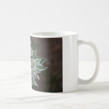 Blüte Kaffee Haferl