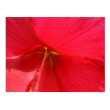 Blüte Postkarten
