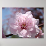 BLÜTEN Blumenkunst-Druck-gerahmte Frühlings-Bäume Posterdruck