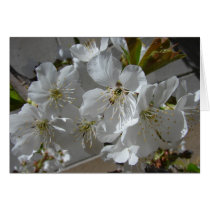 Blüten für Mamma karten