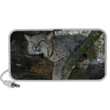 BobcatBCR049 Speaker
