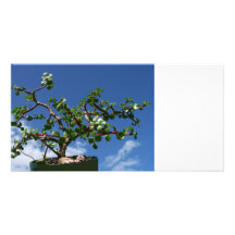 Bonsai portulacaria afra tree 1 custom photo card