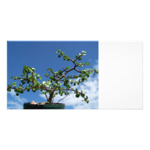 Bonsai portulacaria afra tree 2 picture card