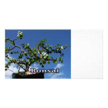 Bonsai w text photograph portulacaria afra tree 1. picture card