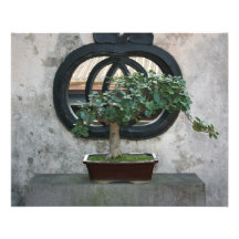 Bonsais an der Lin-Familien-Villa und am Garten, T Photographien
