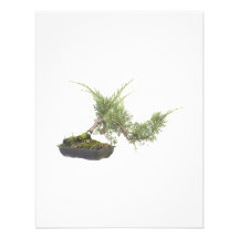 Bonsaisfoto 4 individuelle ankündigung