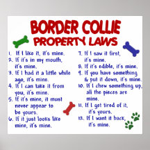 BORDER-COLLIE PL2 PLAKAT