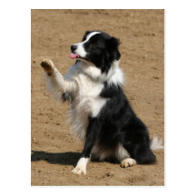 Border-Collie Postkarte