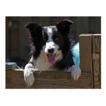 Border-Collie Postkarten