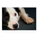 Border-Collie Postkarten