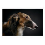 Borzoi Postkarten