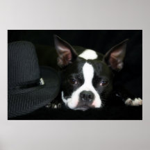 Boston Terrier - Hüte weg zu Ihnen! Posterdrucke