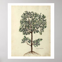 Botanischer Olivenbaum-Plakat-Druck