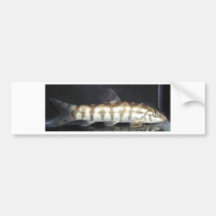Botia Almorhae Autosticker