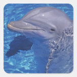 Bottlenosed Delphin, Tursiops Truncatus Sticker