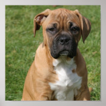 Boxer-Welpen-Leinwand-Druck Plakat