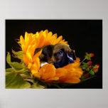 Boxerwelpe im Sonnenblumeplakat