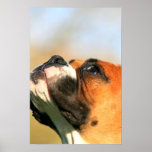 Boxerwelpenplakat
