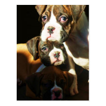 Boxerwelpenpostkarte