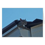 BR lustiges Eichhörnchen, das an Sie denkt, kardie Karten