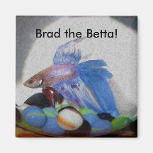 Brad das Betta! Kühlschrankmagnet