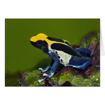 Brasilianischer Kobalt-Pfeil-Frosch, Dendrobates Karte