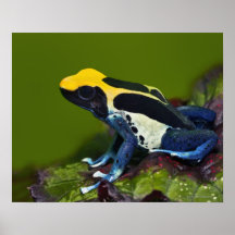 Brasilianischer Kobalt-Pfeil-Frosch, Dendrobates Posterdrucke
