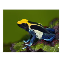 Brasilianischer Kobalt-Pfeil-Frosch, Dendrobates Postkarte