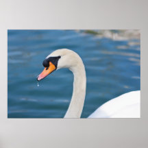 Bratenfett-Schwan Poster