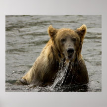 Braunbär, der im Kodiak fischt Poster