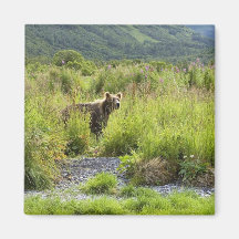 Braunbär im hohen Gras Magnets
