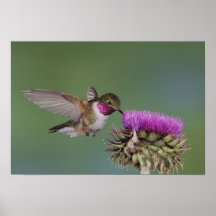 Breit-angebundener Kolibri, Selasphorus 2 Posterdrucke