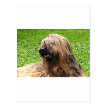 Briard fauve postkarten