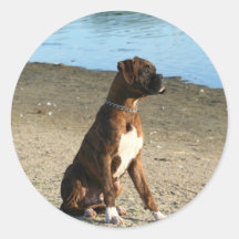 Brindle Boxer-Welpenaufkleber