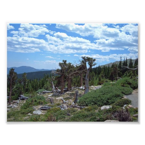 Bristlecone Kiefer, Berg Evans, Colorado Fotos