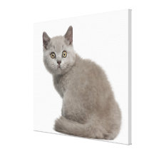 Britisches Shorthair Kätzchen (10 Wochen alt) 2 Leinwanddruck