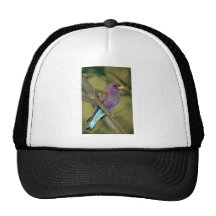 Broadbilled Rolle Cap